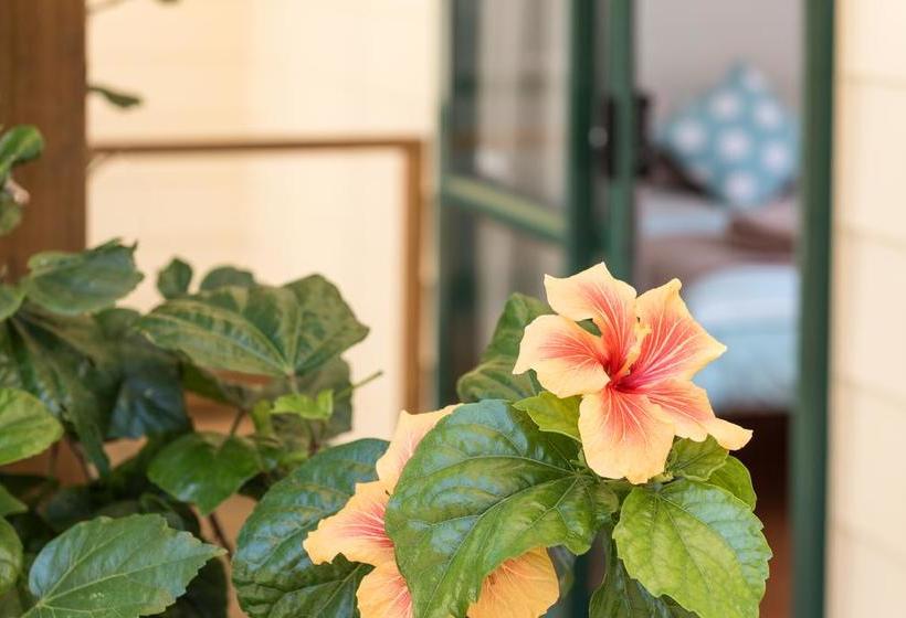 Hostel Pickled Parrot Backpackers 10