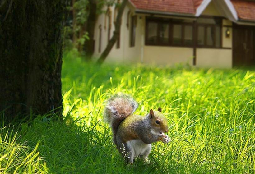 Resort Krisna All Suite Stay 15