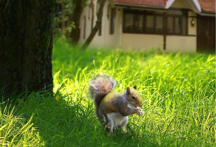 Resort Krisna All Suite Stay 20