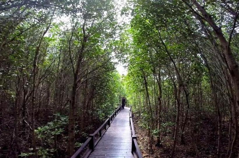 Hotel The Mangrove Wood Residency 9