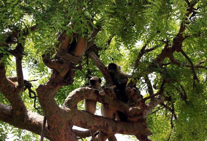 Pushkar Hotel Yuvraj 18