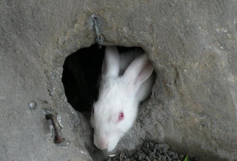 Bed and Breakfast Banyan Tree Farms 5