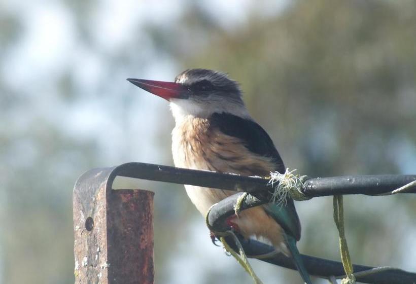 Fish Eagles Lodge B&b 12