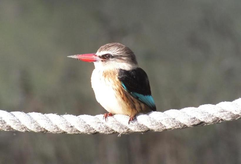 Fish Eagles Lodge B&b 13