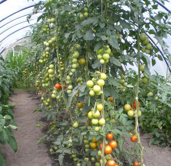 Hotel Pension Märkischheide 6