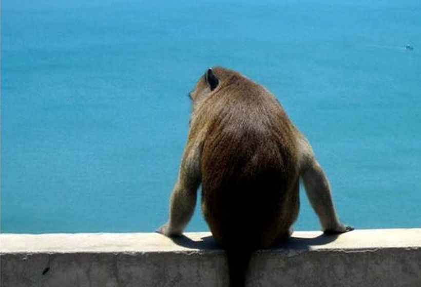 Hotel Seascape Resort Baan Krood Bang Saphan Prachuap Khiri Khan