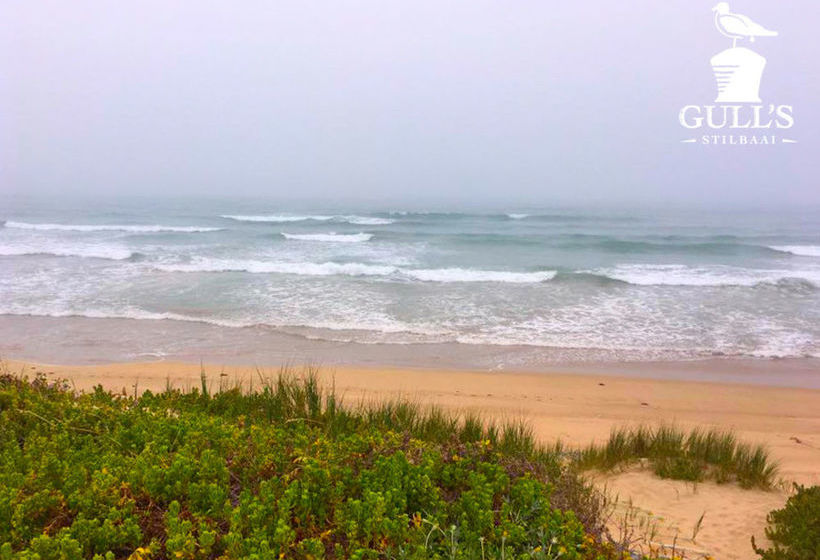 Gull's Stilbaai 6