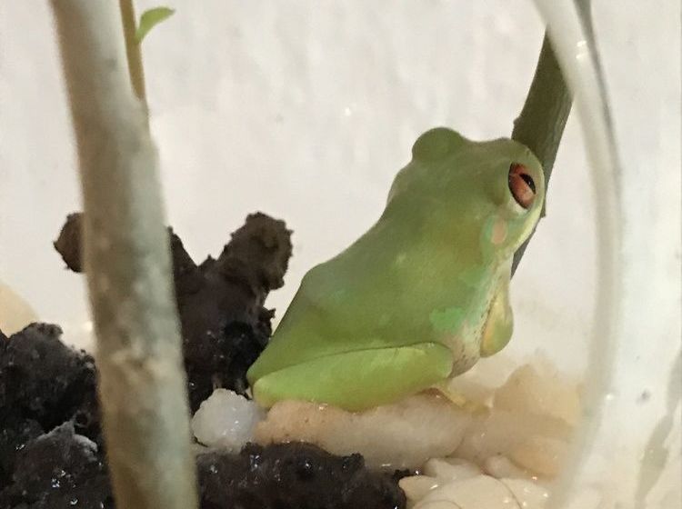 Pension Beach Forest Lodge 13