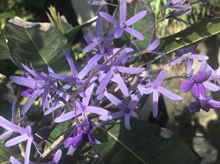 Pension Beach Forest Lodge 14