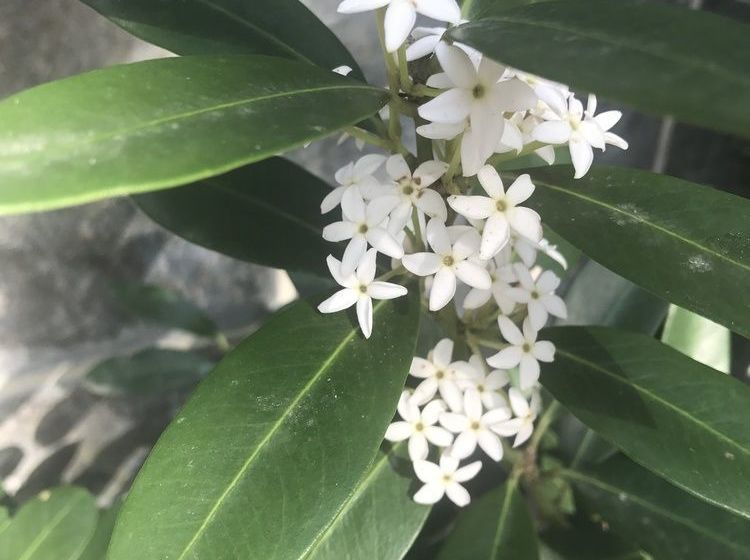 Pension Beach Forest Lodge 15