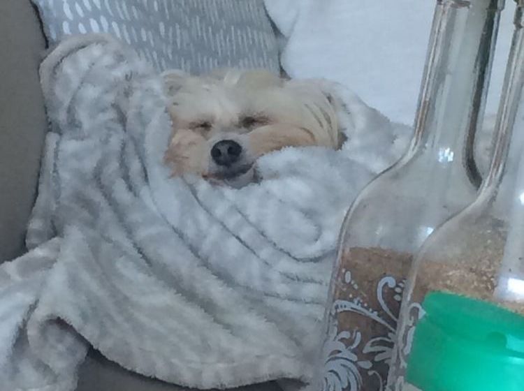 Pension Beach Forest Lodge 8