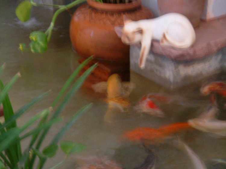 Hotel Casa Holiday 4