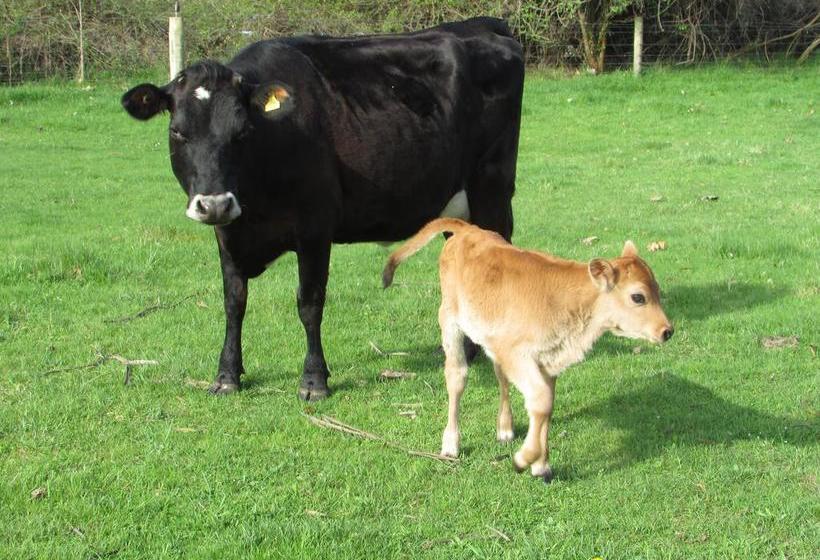 Bed and Breakfast River Chalet 10