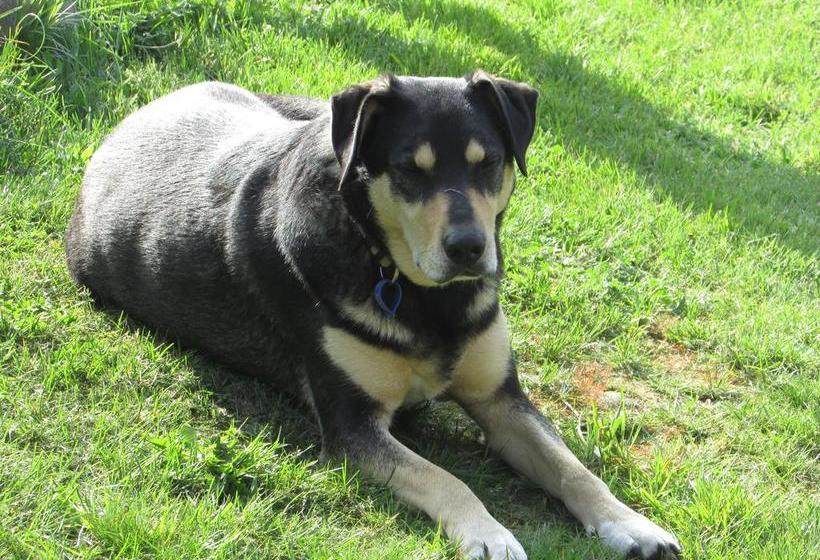 Bed and Breakfast River Chalet 4