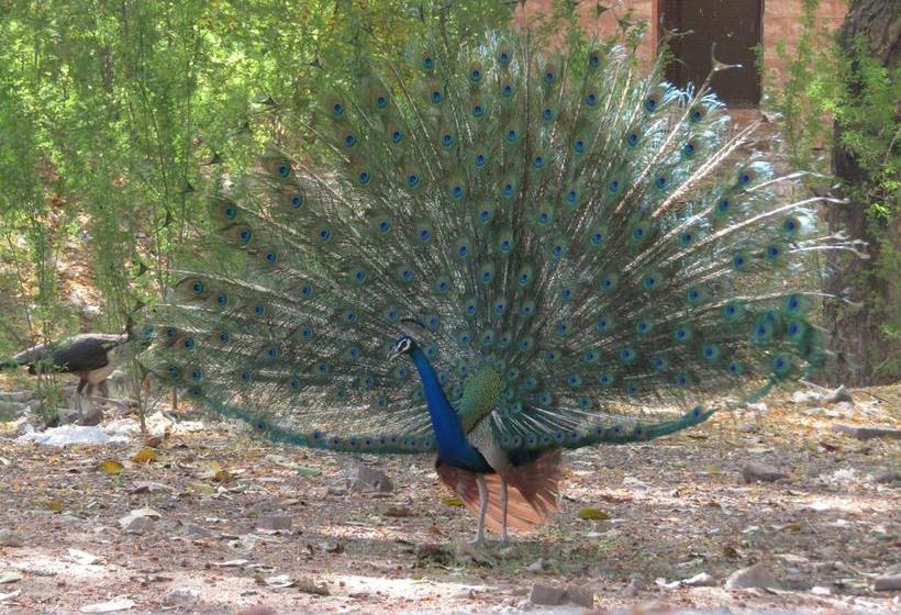 Hotel Pukhraj Garh A Boutique Home 3