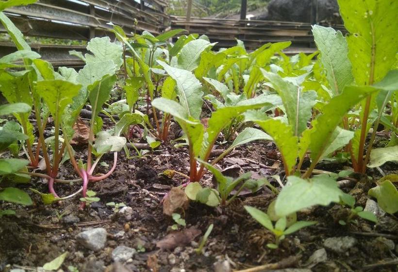 Bamboo Resort And Atv Park 15