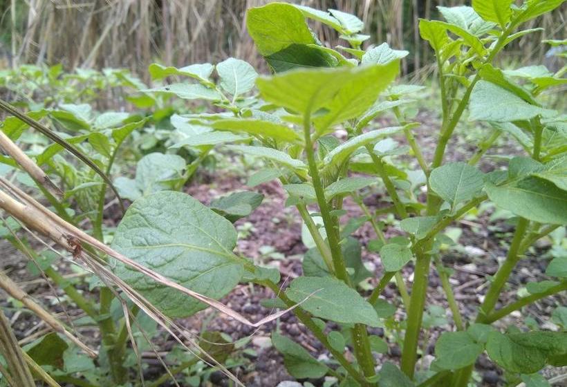 Bamboo Resort And Atv Park 16