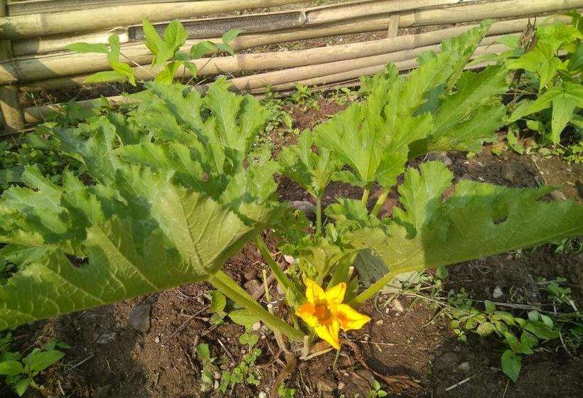 Bamboo Resort And Atv Park 17