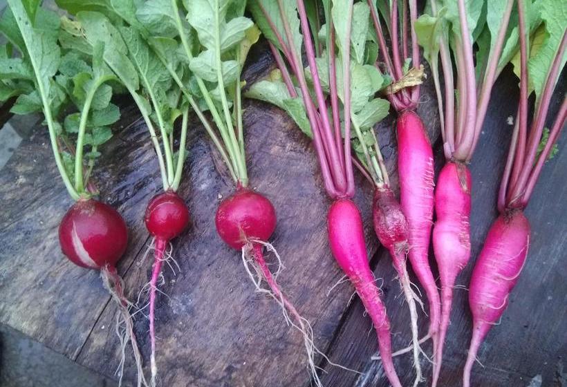 Bamboo Resort And Atv Park 18