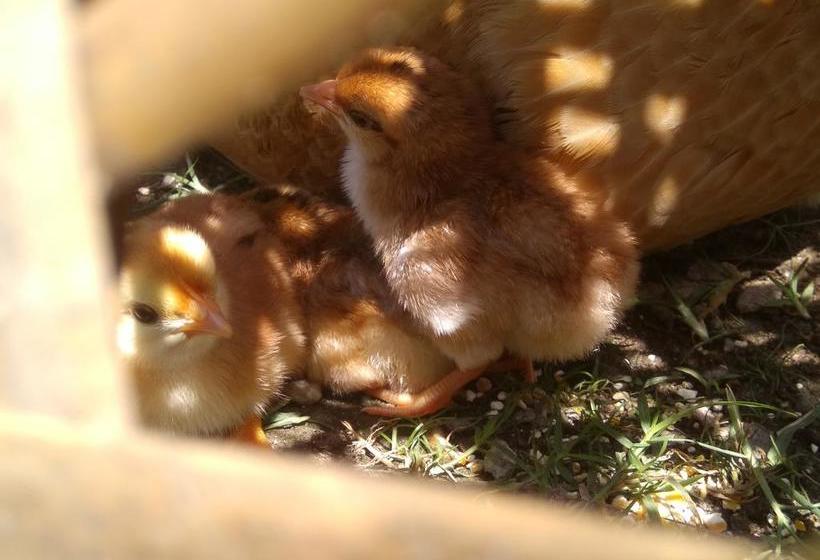 Bamboo Resort And Atv Park 19