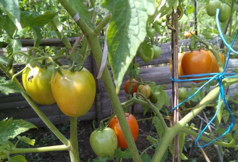 Bamboo Resort And Atv Park 20