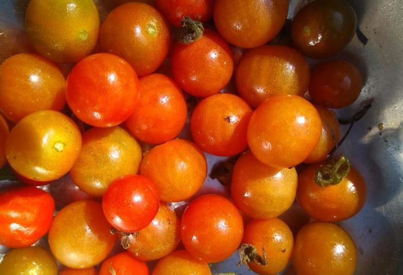 Bamboo Resort And Atv Park 3