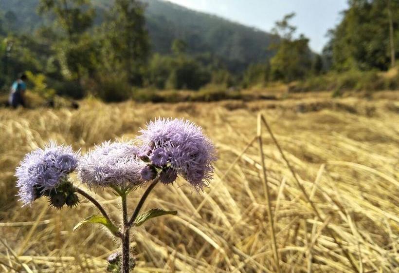 Bamboo Resort And Atv Park 6