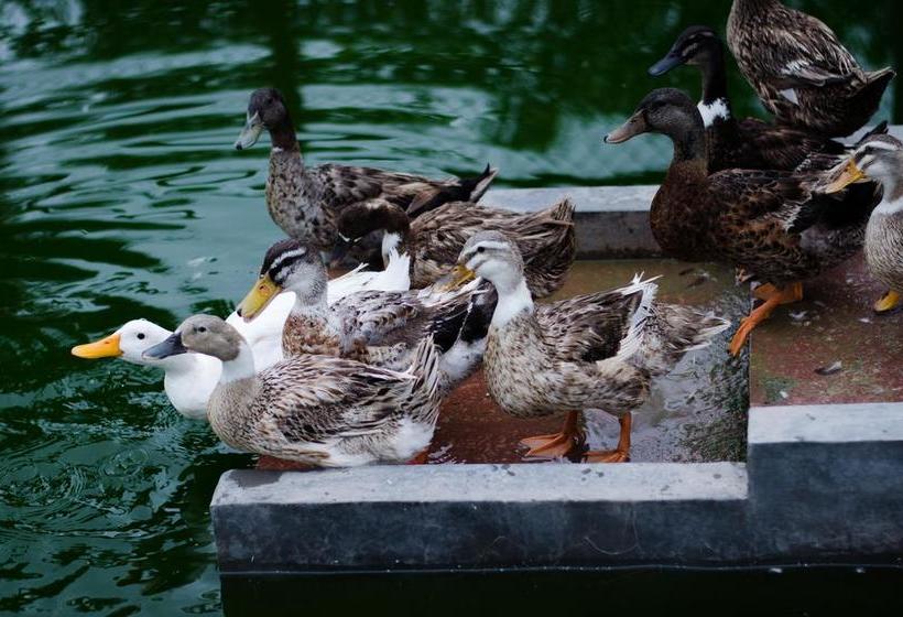 Resort The Rurban Village 13