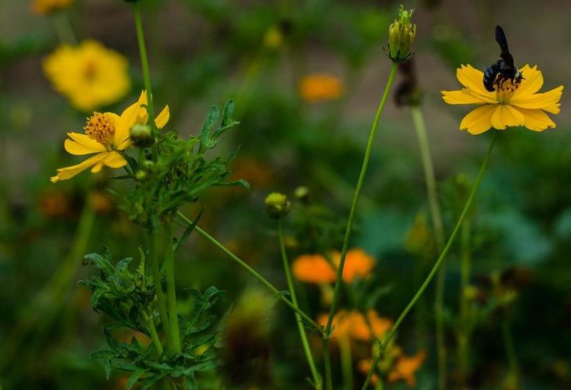 Resort The Rurban Village 16