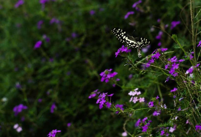 Resort The Rurban Village 4