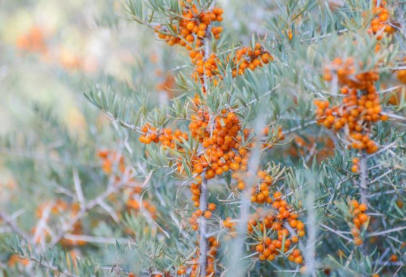 Resort The Driftwood Hotel Leh 18