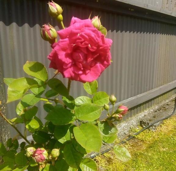 Kaniere Bridge B&b 8