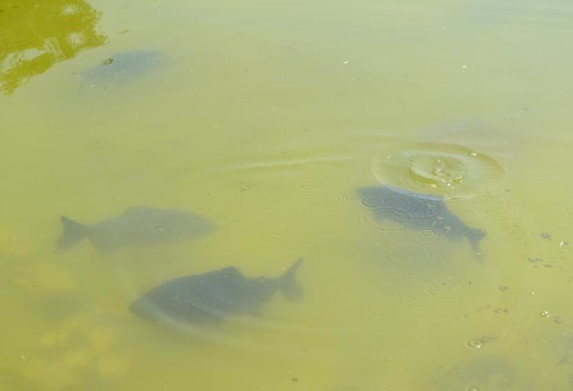 Balaut Camp Resort 9