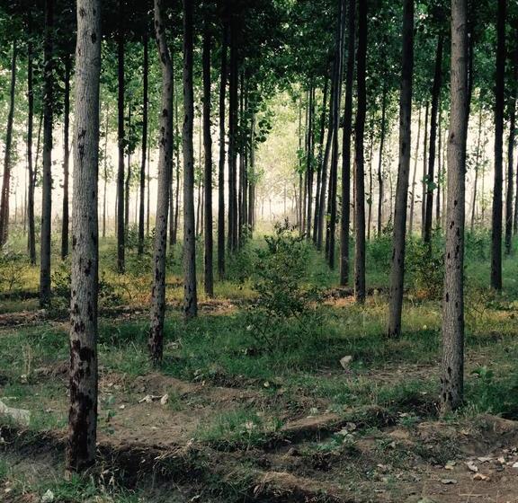 Resort Dr. Sudha S Ayurveda 19