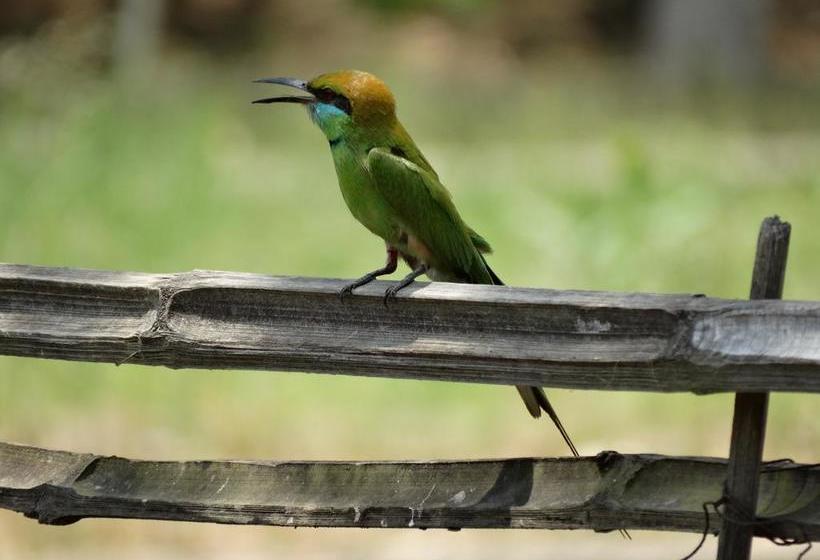 Resort Dr. Sudha S Ayurveda 2