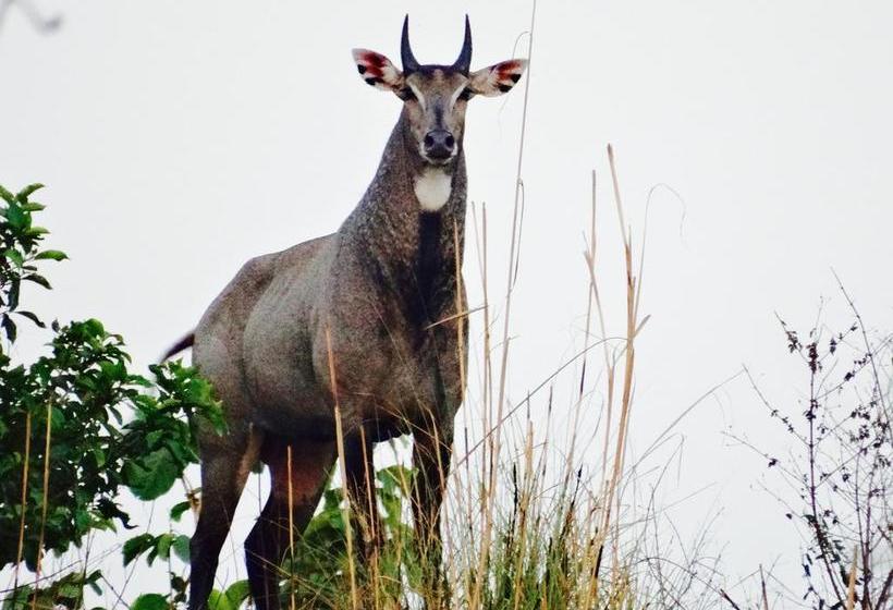 Resort Dr. Sudha S Ayurveda 5