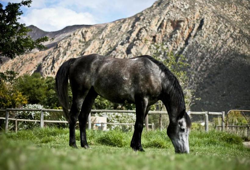 Aasvoelkrans Bed And Breakfast 1