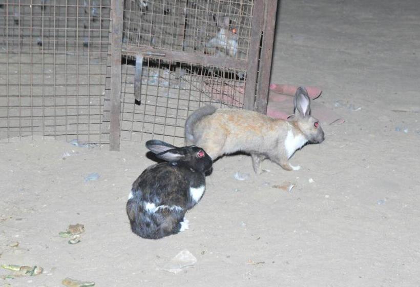 Royal Rajwaadi Resort 18