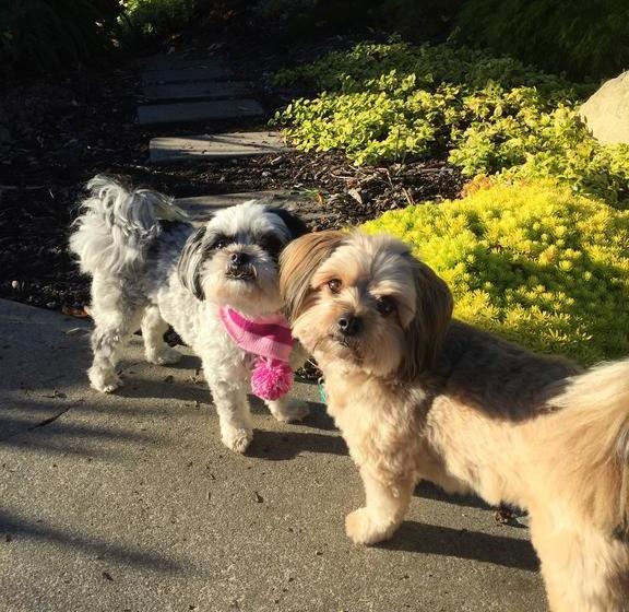 Faulknor On Shanley B&b 14