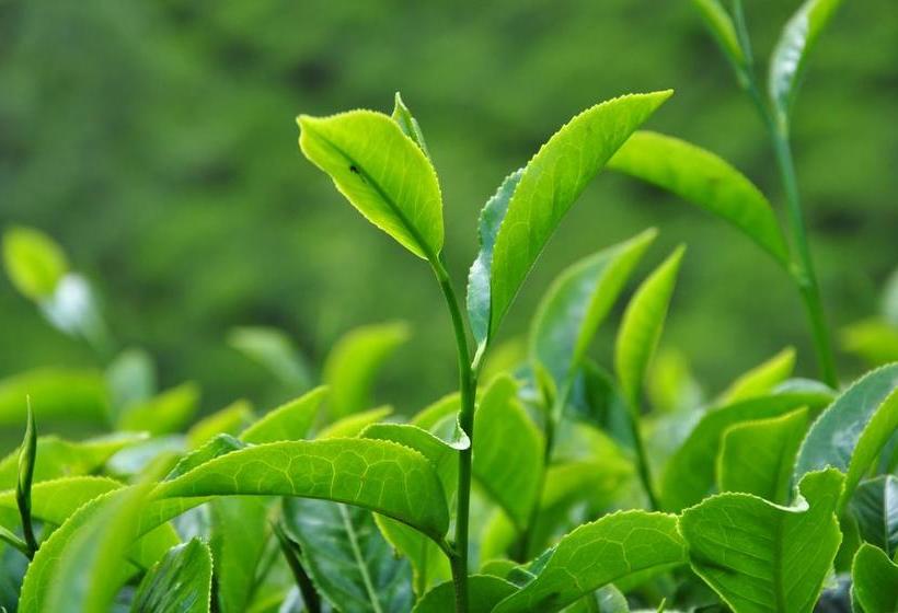 Resort 3r Residency 11