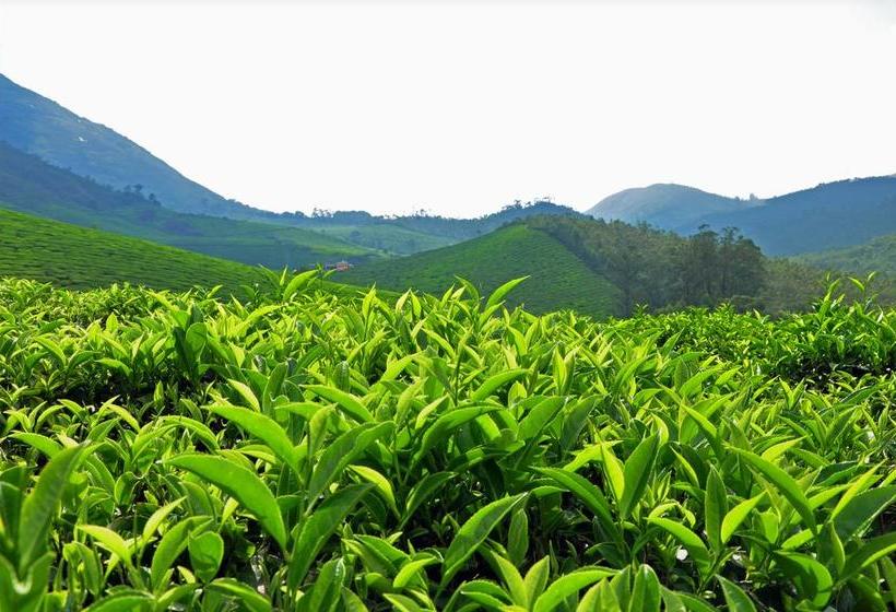 Resort 3r Residency 6