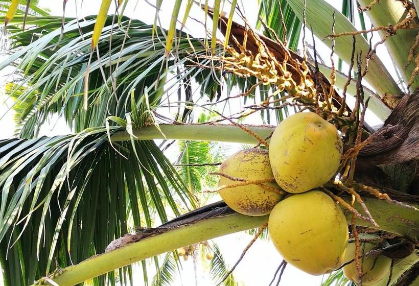 Resort Guru Ayurveda Retreat Center 8