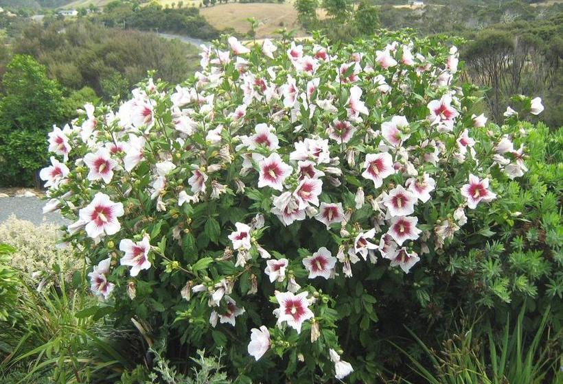 Bed and Breakfast Chez Lili Russell Isla Norte