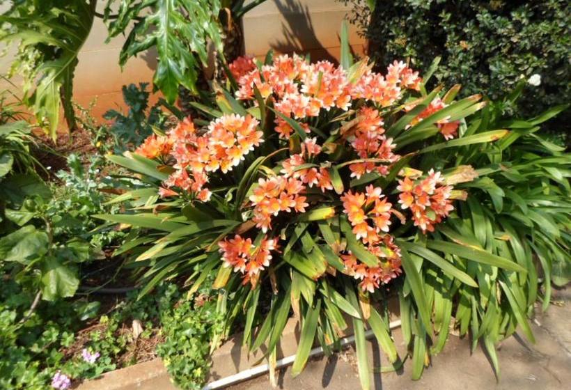 Hotel Jambar Close 11