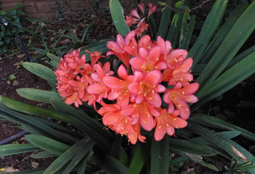 Hotel Jambar Close 8