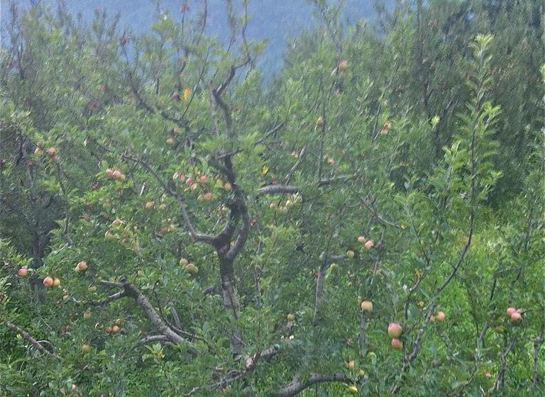 Bed and Breakfast White Mountain Cottages 10