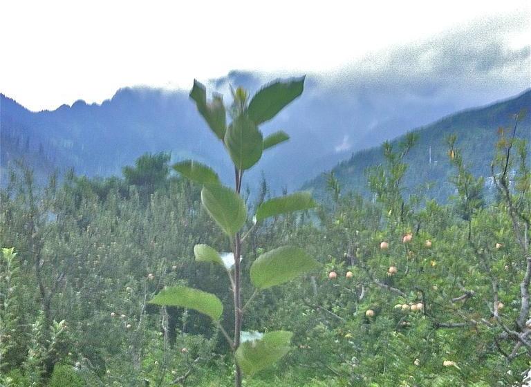 Bed and Breakfast White Mountain Cottages 12