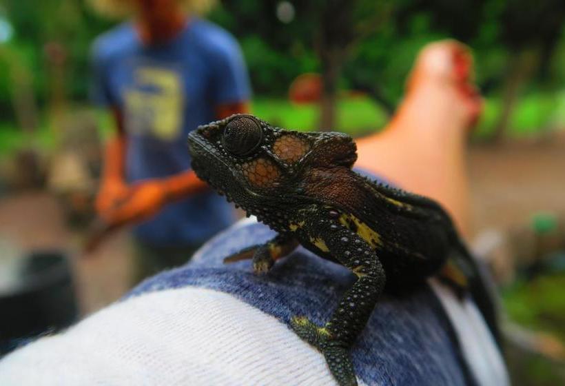 Hostel Dijembe Backpackers Lodge 15