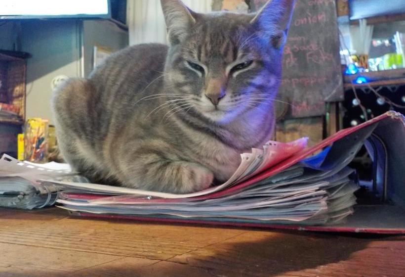 Hostel Dijembe Backpackers Lodge 16