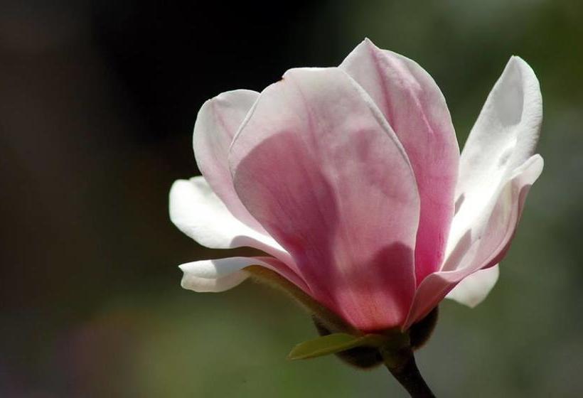 Resort Red Z Cool Mountain 16